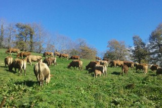 La Consellería empezará a pagar esta semana las ayudas por vacas nodrizas y  para dar liquidez a las explotaciones lácteas