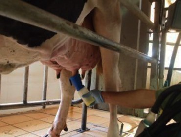 Curso sobre técnicas para mejorar la calidad de la leche en las ganaderías de vacuno