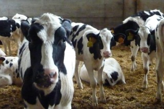 SAT Niveiro: como hacer rentable la mejora genética del ganado Frisón