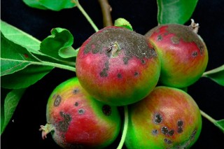 Cuidados fitosanitarios de los manzanos durante estos días