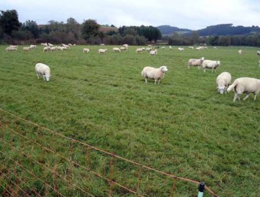 Los perros sueltos se convierten en un foco de daños para la ganadería de ovino y caprino
