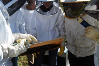 Curso de apicultura ecológica durante el mes de marzo