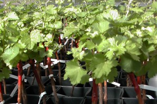 Abierta la compra de clones de variedades de vid gallegas transferidos por el CSIC