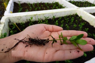Comienzan a comercializar las primeras plantas de olivos gallegos autóctonos