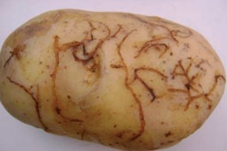 Recomendaciones para controlar la plaga de la pulguilla de la patata