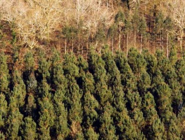 Forestación Galicia defiende los contratos de carbono que firma con comunidades de montes