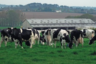 ¿Como está impactando el coronavirus en el sector lácteo? El caso francés
