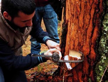 Jornada sobre el potencial resinero de los pinares gallegos