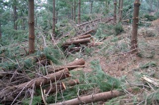 El Parlamento pide que la Xunta redacte el nuevo Plan Forestal  siguiendo las directrices consensuadas por el sector
