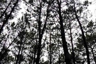 Jornadas sobre la estrategia forestal de Pontevedra