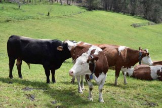 IV encuentro de ganaderias de leche de vaca ecológica