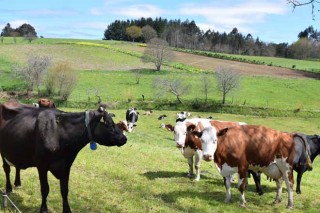 El SLG ofrece en línea las formaciones introductorias a la agricultura ecológica y a la ganadería ecológica