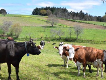 VALEECO, el proyecto que busca reducir la huella de carbono y aumentar la eficiencia de las ganaderías de vacuno de leche en ecológico de Galicia
