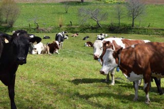 “Este año el precio de la leche ecológica nos subió alrededor de un 20%”