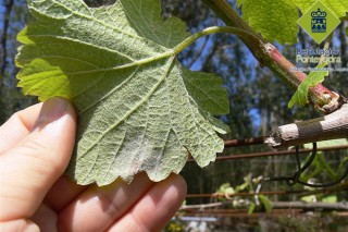 Productos fitosanitarios sin carné para las enfermedades de la viña