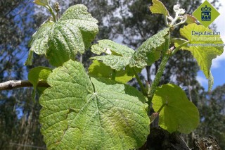 Detectan las primeras manchas de Mildiu en los viñedos de Rías Baixas