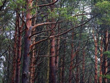 Los cambios en una aplicación informática enredan la presentación de proyectos de ordenación forestal