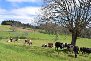 Guía para la producción de leche de vaca en ecológico