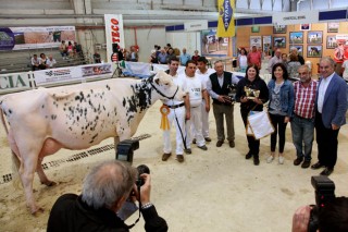 La ganadería Blanco, de Lalín, gran trunfadora del XXV Concurso Autonómico de la raza Frisona en la Semana Verde