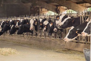 La ganadería Baixo Holstein, de Sarria (Lugo), la mejor criadora de raza frisona de España