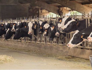La ganadería Baixo Holstein, de Sarria (Lugo), la mejor criadora de raza frisona de España