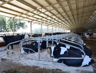 «Cuanto más ajustado esté el precio de la leche, más determinante es el bienestar animal para obtener beneficios»