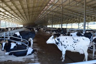 La Diputación de A Coruña destina 150.000 euros para ayudas a organizaciones de productores lácteos