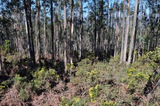 El cambio climático obliga a repensar la gestión forestal en Galicia
