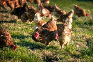 Pazo de Vilane, la marca de las gallinas en libertad