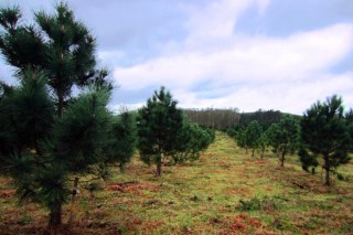 La mejora genética del pino del país se asienta con un nuevo huerto semillero en Lalín