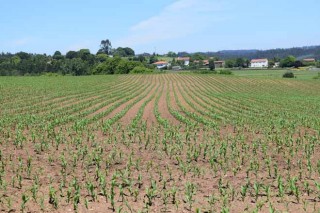 Estrategias de control de malas hierbas y plagas de suelo en maíz