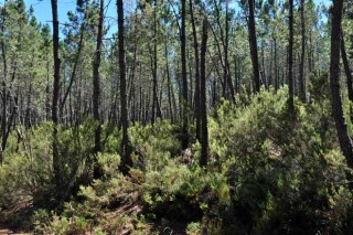 El potasio resulta determinante para el crecimiento de las plantaciones de pino del país