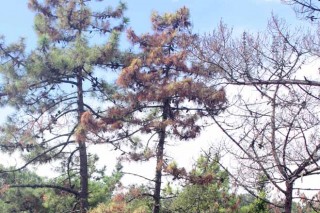 Europa cuestiona las medidas contra el nematodo del pino en Galicia