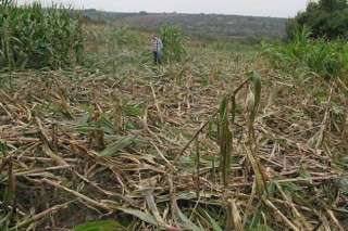 Unións pide que se inicien las batidas contra el jabalí para salvar el maíz
