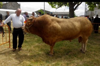 El DOG publica la solicitud de inscripción de la IGP Vaca y Buey de Galicia