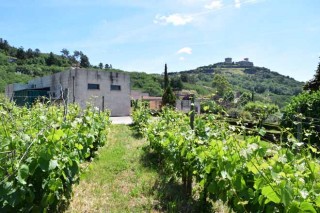 Destacadas puntuaciones para 29 vinos de Monterrei en la Guía Peñín 2019