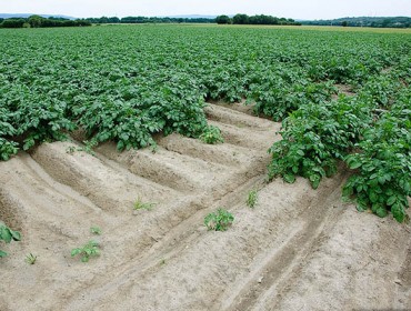Previsiones de «muy buena» cosecha de patata en A Limia