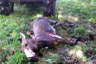 Tercer ataque del lobo en dos meses en una granja de Rodeiro