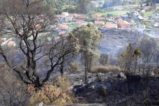 Reforestación popular en el monte vecinal de Viso, afectado por un incendio en verano
