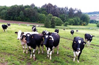 La contención de la producción en la UE encarece los precios de los lácteos industriales