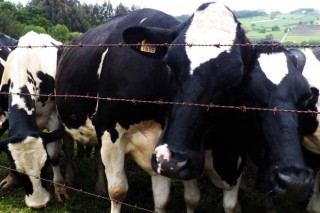 El Concello de Lalín pide prudencia ante la aparición de primeros compradores que buscan leche