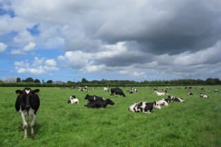 El conselleiro de Medio Rural visitará la próxima semana a Bretaña francesa, un referente europeo en producción agroganadera