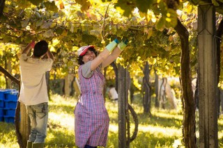Sorpresa en la vendimia en Galicia, con una cosecha de uva superior a la prevista