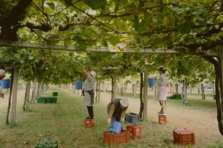 Rías Baixas calcula que recogerá unos 36,6 millones de kilos de uva