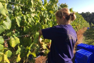 Convertir el bagazo de la uva en el mejor abono para la viña