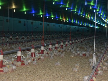 El aumento de los costes de producción deja contra las cuerdas a las granjas avícolas