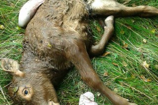 Quinto ataque del lobo este año en una granja de Lalín