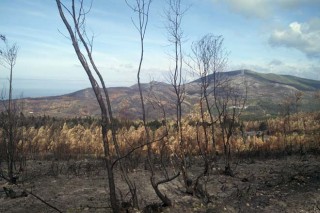 Los montes de Porto do Son afectados por incendios encaran su recuperación