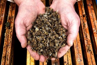 Asefoga inicia un programa de formación en apicultura orientado a zonas de Red Natura