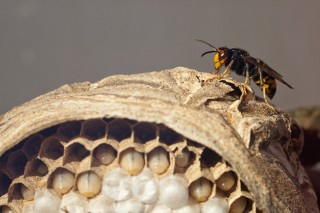 “Los nidos de vespa velutina también se deben retirar en invierno”